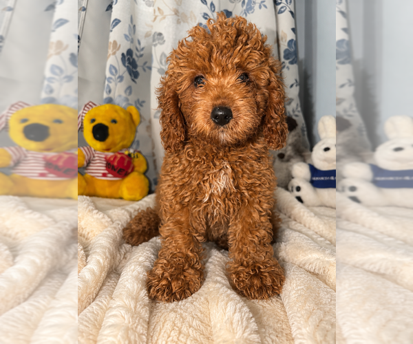 Medium Photo #40 Goldendoodle mix (+ Poodle Miniature) Puppy For Sale in DURHAM, CT, USA