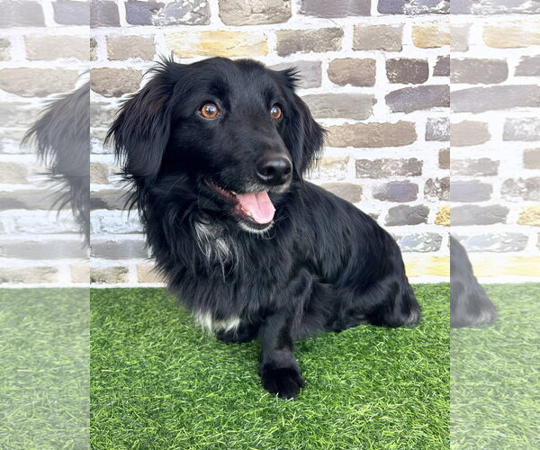Medium Photo #2 Colonial Cocker Spaniel-Unknown Mix Puppy For Sale in Corona, CA, USA