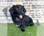 Small #1 Colonial Cocker Spaniel Mix