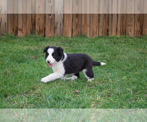 Irish Wolfhound Puppy for sale in ABILENE, TX, USA