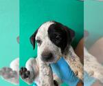 A256465 - Female Texas Heeler-Unknown Mix Dog for Adoption - Small photo