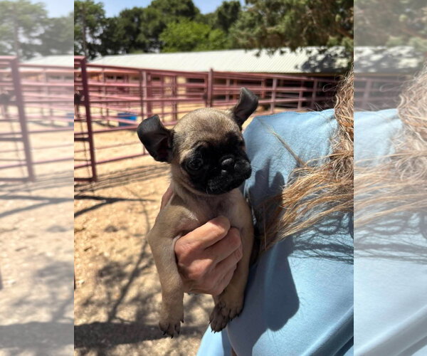Medium Photo #6 Pug-Unknown Mix Puppy For Sale in Grafton, WI, USA