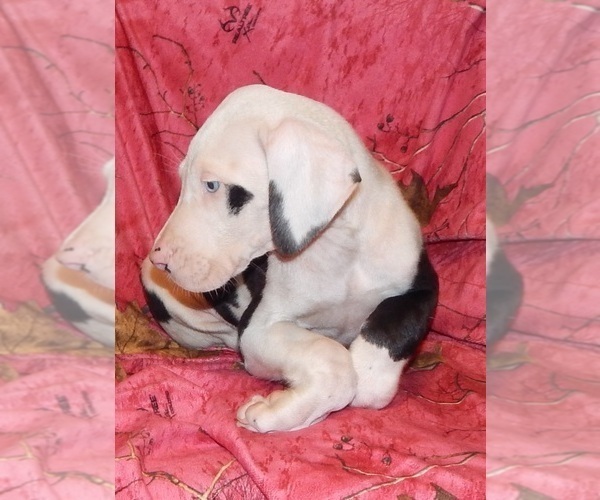 Medium Photo #4 Great Dane Puppy For Sale in SPRAGGS, PA, USA