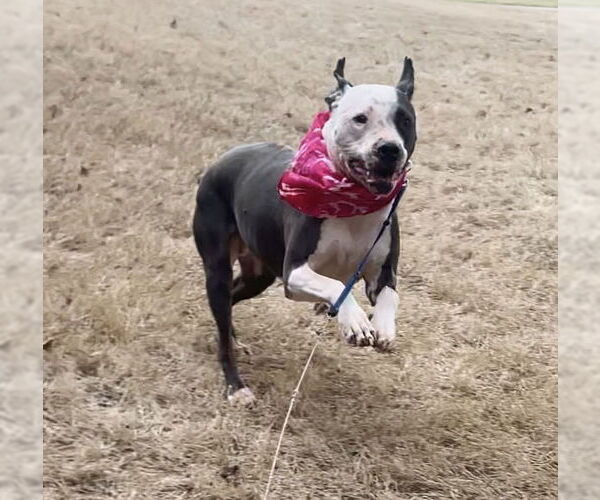 Medium Photo #5 American Bulldog-American Staffordshire Terrier Mix Puppy For Sale in Atlanta, GA, USA