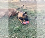 Small Photo #5 Belgian Malinois Puppy For Sale in BLACKFOOT, ID, USA
