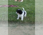 Small Photo #12 Cavapoo (Miniature) Puppy For Sale in SAINT FRANCIS, MN, USA