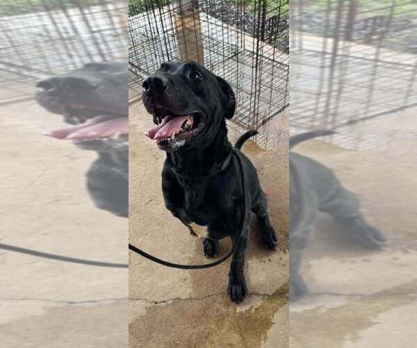Medium Photo #4 American Staffordshire Terrier-Labrador Retriever Mix Puppy For Sale in Abbeville, LA, USA