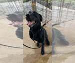 Small #3 American Staffordshire Terrier-Labrador Retriever Mix