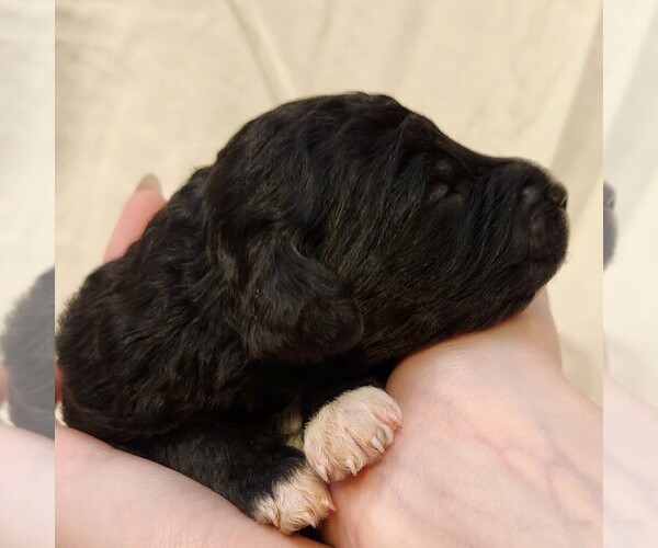 Medium Photo #6 F2 Aussiedoodle Puppy For Sale in COLUMBIA, TN, USA