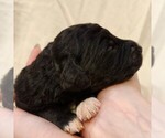Small #5 F2 Aussiedoodle