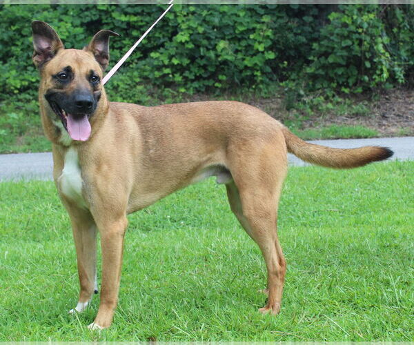 Medium Photo #2 Mutt Puppy For Sale in Prattville, AL, USA