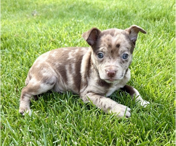 Medium Photo #2 Chihuahua Puppy For Sale in FAIR HAVEN, MI, USA
