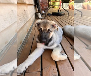 German Shepherd Dog Puppy for sale in BURLINGTON, WA, USA