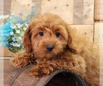 Small #6 Cavapoo
