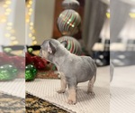 Small #4 French Bulldog