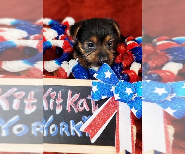 Medium Photo #6 Yorkshire Terrier Puppy For Sale in AKRON, OH, USA