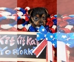 Small #4 Yorkshire Terrier