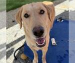 Venus - Adopted! - Female Labrador Retriever Dog for Adoption - Small photo