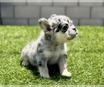 Small Photo #3 French Bulldog Puppy For Sale in ATHERTON, CA, USA