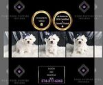 Small #2 Maltese