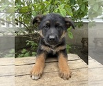 Image preview for Ad Listing. Nickname: Simba