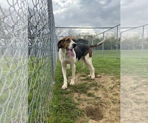 Treeing Walker Coonhound-Unknown Mix Dogs for adoption in Lewisburg, WV, USA