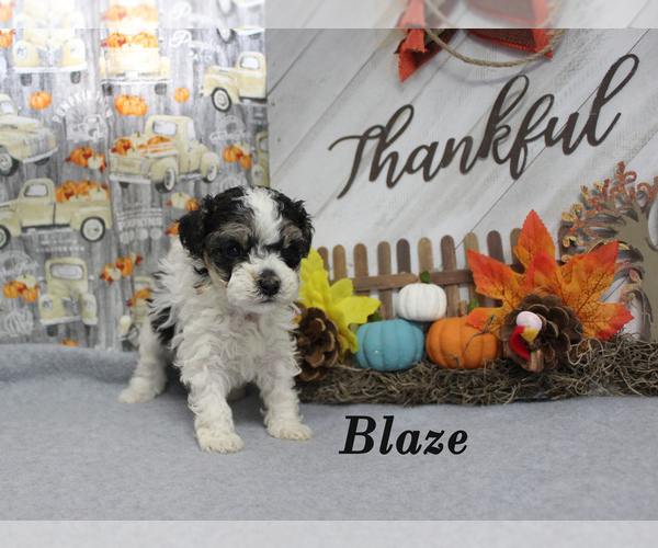 Medium Photo #4 Poodle (Toy) Puppy For Sale in CHANUTE, KS, USA