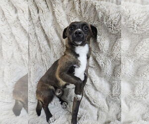 Chihuahua-Unknown Mix Dogs for adoption in El Centro, CA, USA