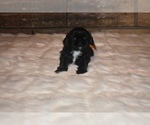 Small Photo #6 Shih Tzu Puppy For Sale in FRESNO, CA, USA