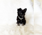 Small #8 Chihuahua