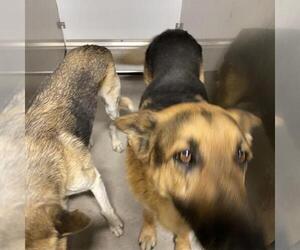 German Shepherd Dog Dogs for adoption in Modesto, CA, USA