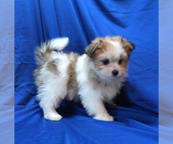 Medium Photo #3 Maltipom Puppy For Sale in ROCK VALLEY, IA, USA
