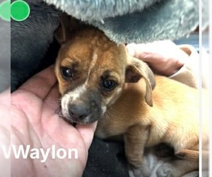 Beagle-Unknown Mix Dogs for adoption in Oakhurst, NJ, USA