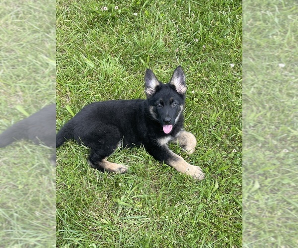 Medium Photo #6 German Shepherd Dog Puppy For Sale in WEST LIBERTY, KY, USA