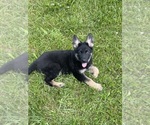 Small #5 German Shepherd Dog