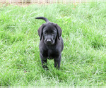 Small Photo #3 Labrador Retriever Puppy For Sale in SYRACUSE, IN, USA
