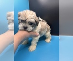 Small Photo #17 Maltipoo-Shih Tzu Mix Puppy For Sale in SAINT AUGUSTINE, FL, USA