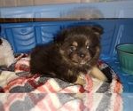 Small Photo #2 Shiranian Puppy For Sale in DINWIDDIE, VA, USA