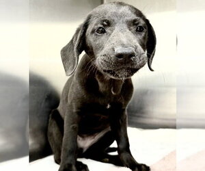 Labrador Retriever-Unknown Mix Dogs for adoption in Houston, TX, USA