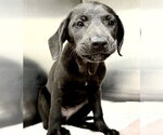 Small Labrador Retriever Mix