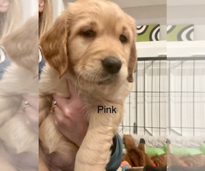 Medium Golden Retriever