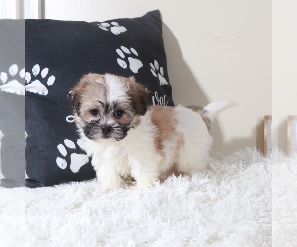 Medium Photo #4 Zuchon Puppy For Sale in MOUNT VERNON, OH, USA