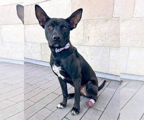 Medium Photo #3 Mutt Puppy For Sale in Corona, CA, USA