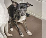 Small #2 Italian Greyhuahua