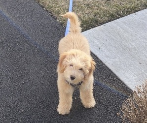 Goldendoodle Puppy for sale in AVONDALE, PA, USA