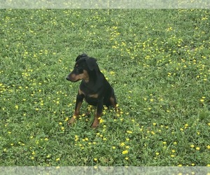 German Pinscher Puppy for sale in LAVACA, AR, USA