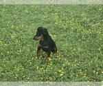 Image preview for Ad Listing. Nickname: hunter