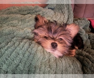 Medium Yorkshire Terrier