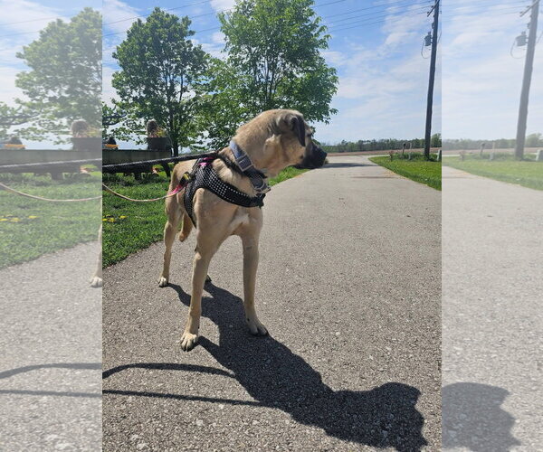 Medium Photo #4 Black Mouth Cur-German Shepherd Dog Mix Puppy For Sale in New London, WI, USA