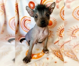 Chinese Crested Puppy for sale in GILBERT, AZ, USA